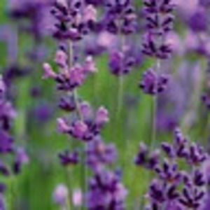 Meet your Posher, Kiara